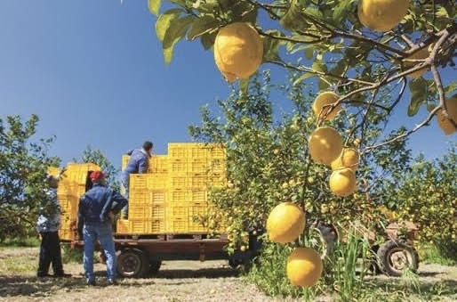 SON DAKİKA! Limon İhracatı Durduruldu