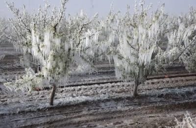 Zirai Don Ödemeleri Bayram Sonrası