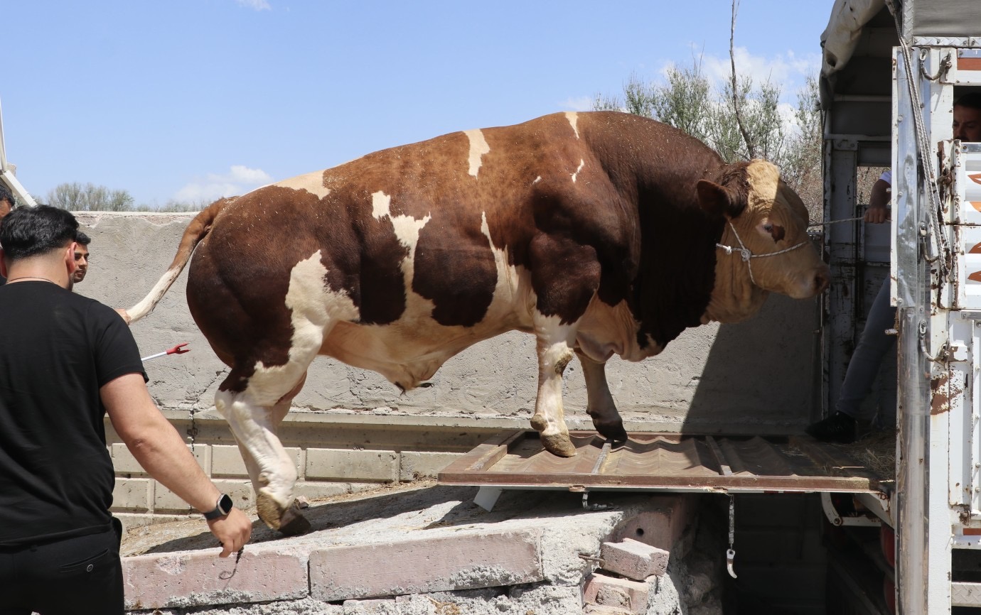 Poyraz, 540 Bin Liraya Alıcı Buldu