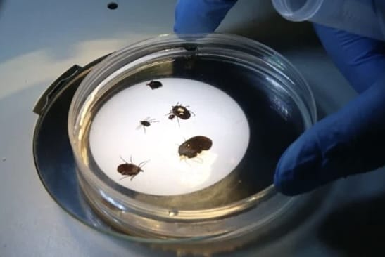 Bu Kene Türü İstanbul’dan Yayıldı