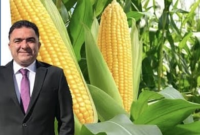 Mısırda Maliyet ve Fiyat Beklentisi