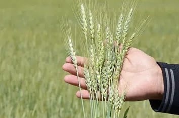 Nüfus Artıyor, Üretim Yerinde Sayıyor