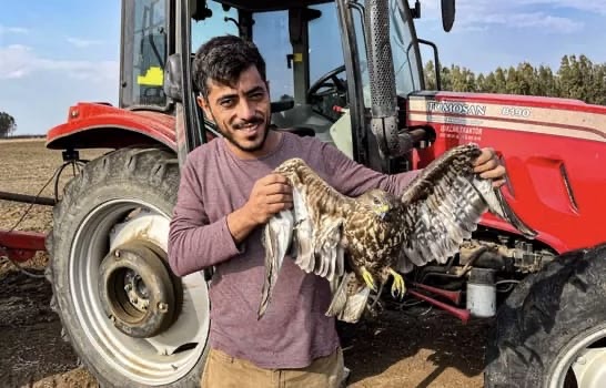 Yaralı Haldeki Şahin Tedaviye Alındı