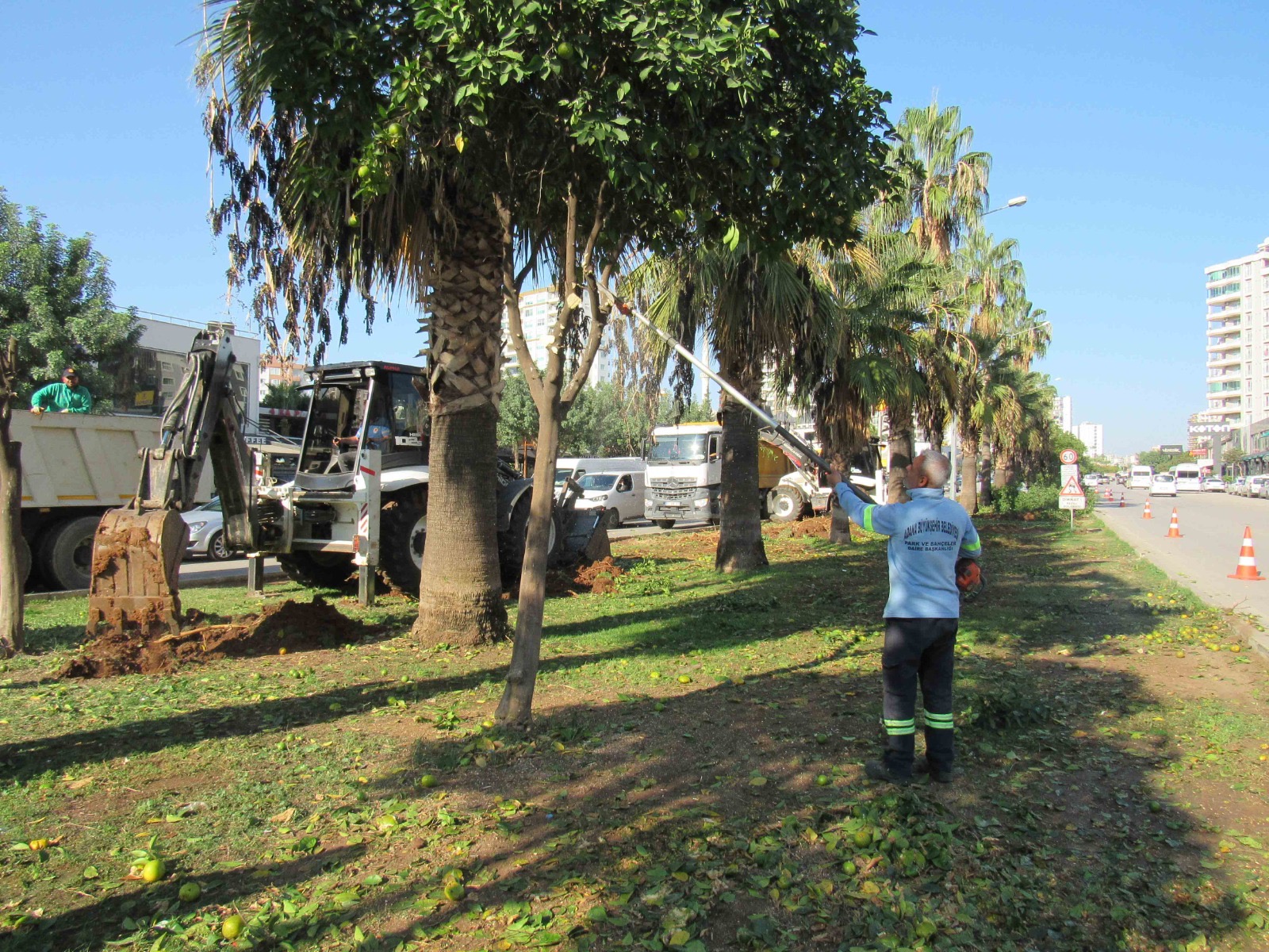 Kavşak düzenlemesi çalışmalarında ağaç kesimi yok, ağaç nakli var…
