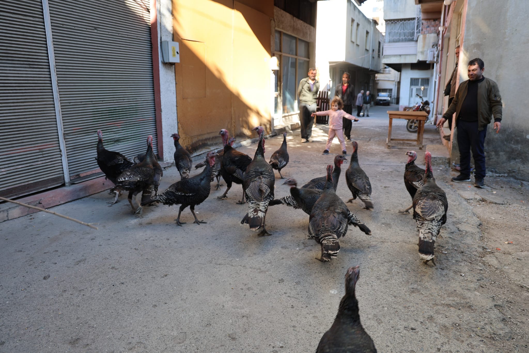 Adana’da ilginç görüntü: Hindiler çarşıda gezdirilerek satılıyor