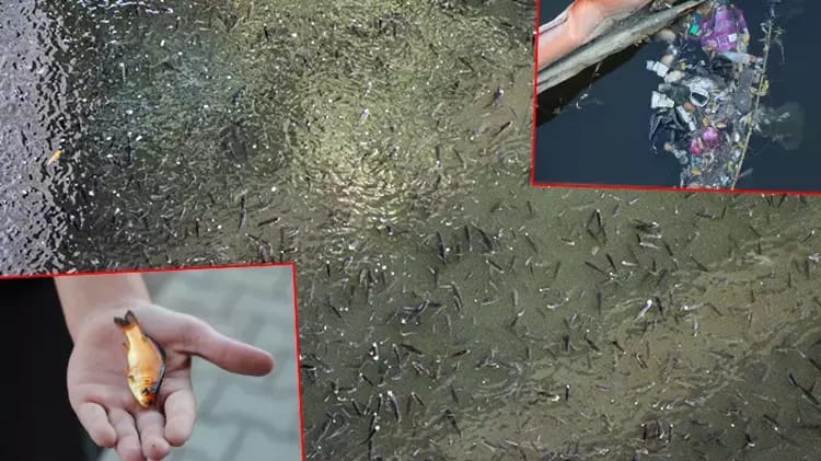 Seyhan Nehri’nde Balık Ölümleri