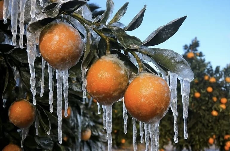 Adana İçin ‘Zirai Don’ Riski Uyarısı