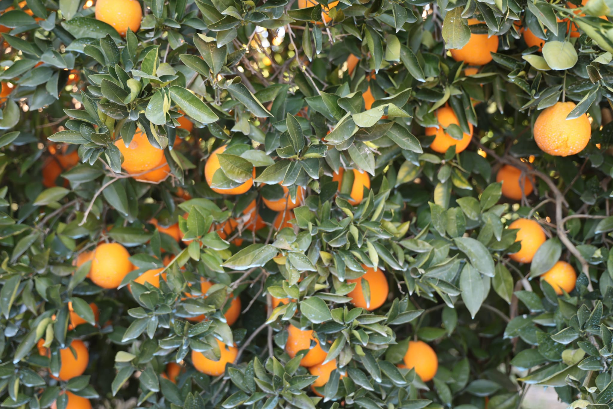 Tescilli Kozan portakalında hasat zamanı: Bahçede kilosu 10 TL