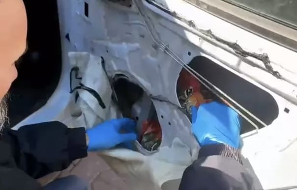 66 bin Uyuşturucu Hapla Yakalandı