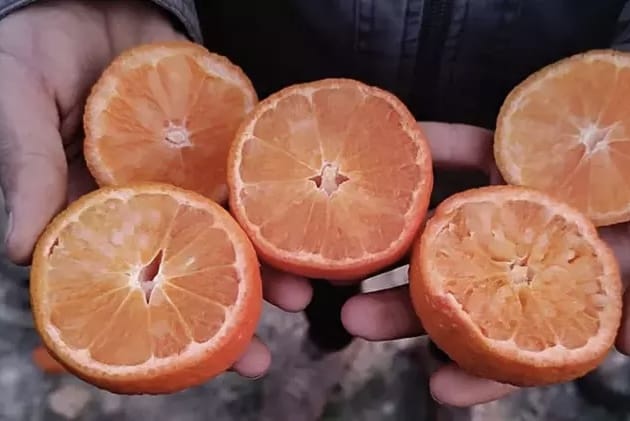 Narenciyeyi Yine ‘Zirai Don’ Vurdu