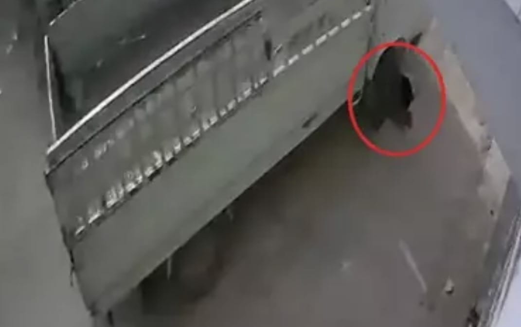 1 Ay Hayvan Barınağında Çalışacak