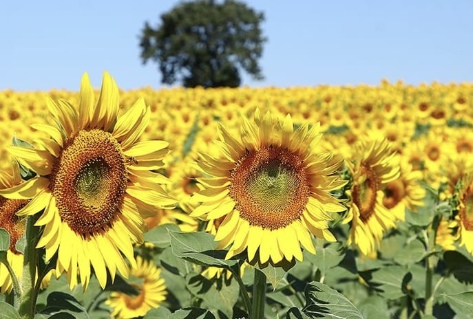 SKANDAL.. ‘Tarımı Yok Etme’ Bakanlığı!