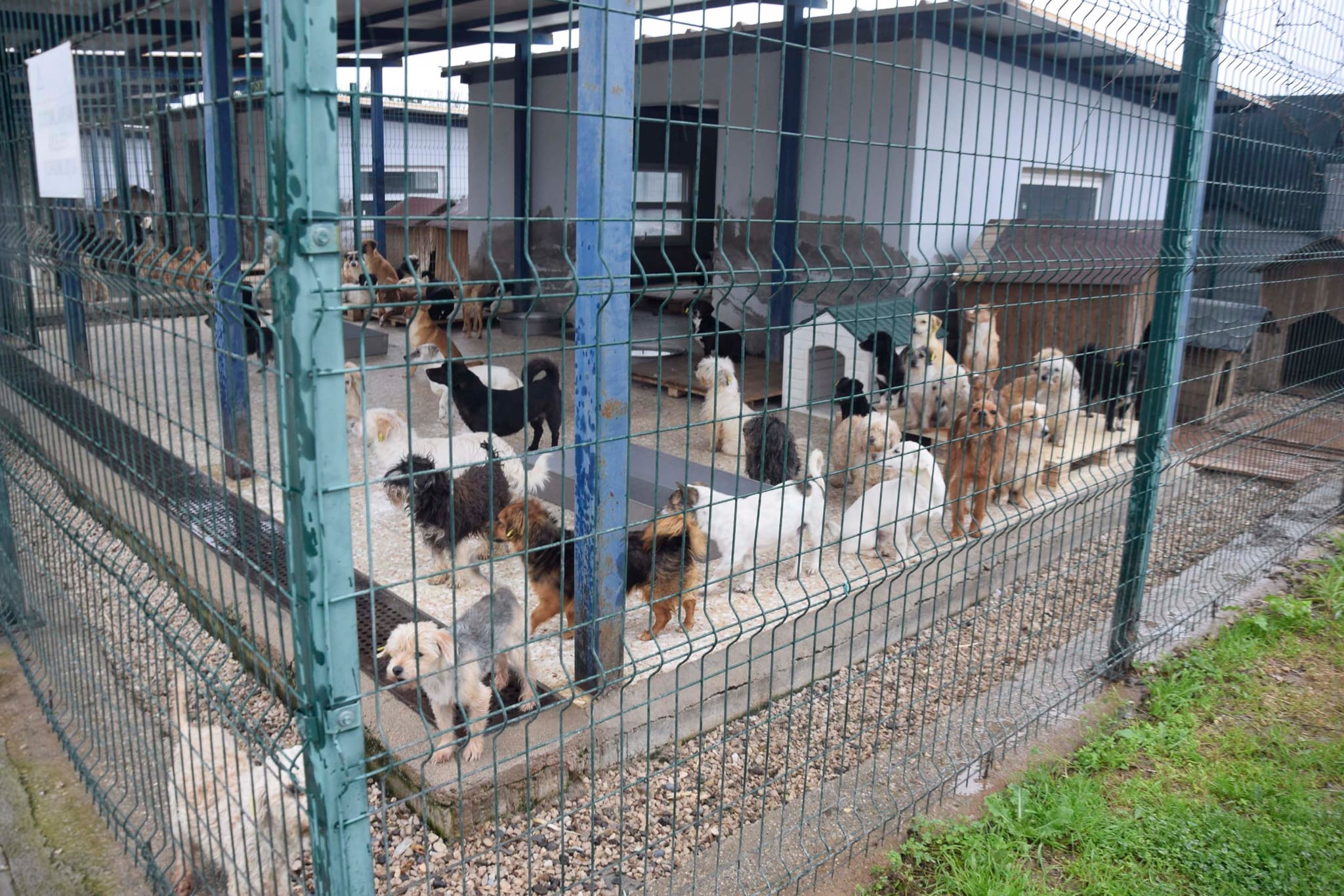 CHP’Li Meclis Üyesi Uğur Büyükkantarcı’dan barınak ziyaretti