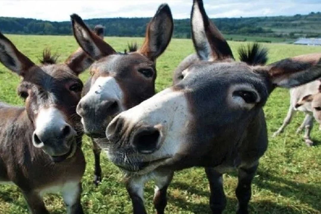 TÜİK: At, Eşek ve Katır Sayısı Eridi