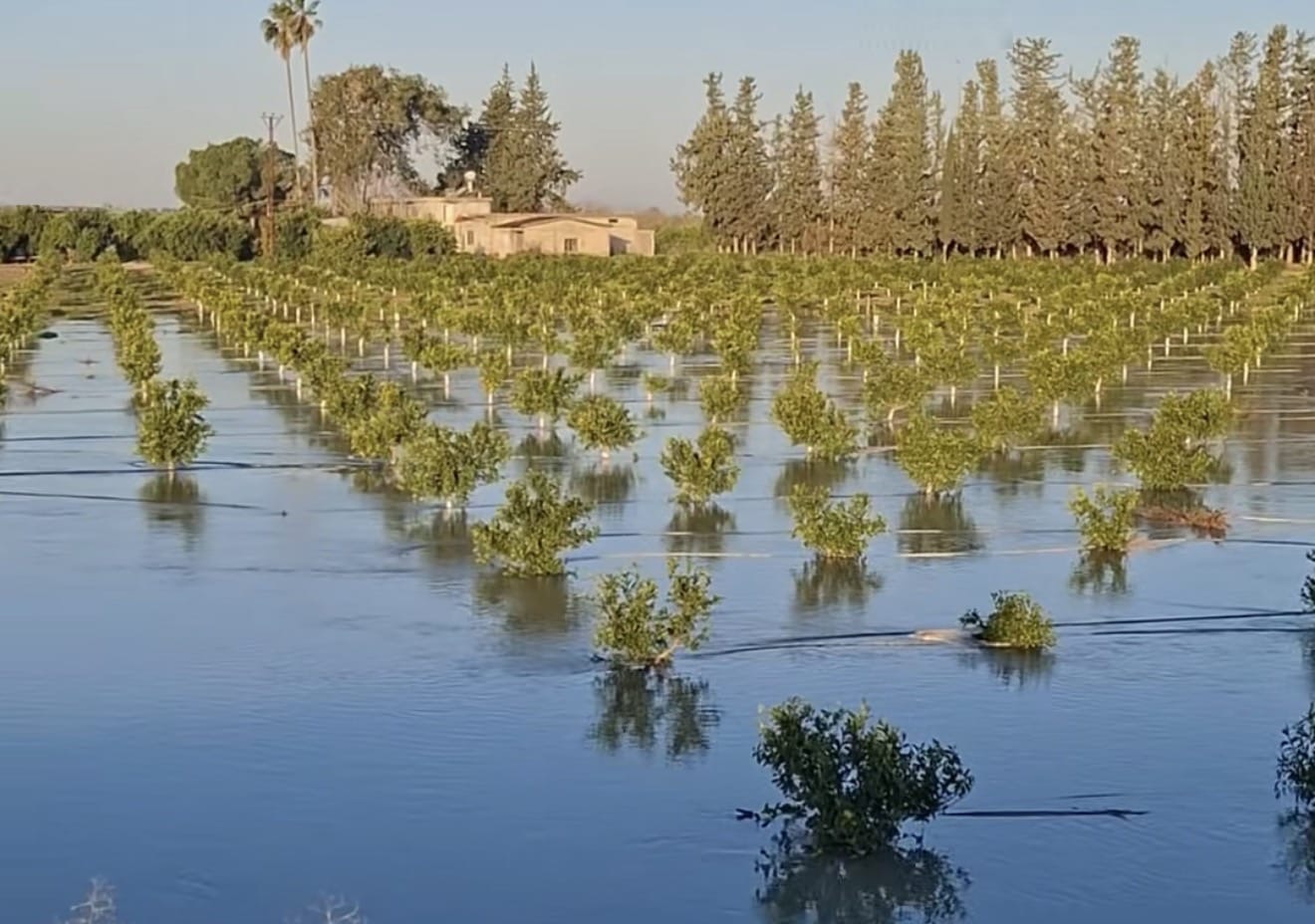Narenciye Bahçeleri Sular Altında!