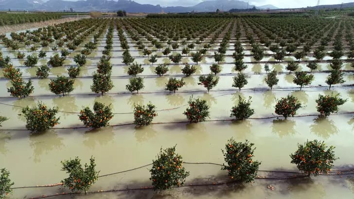 Hasatlar 45 Gün Gecikecek