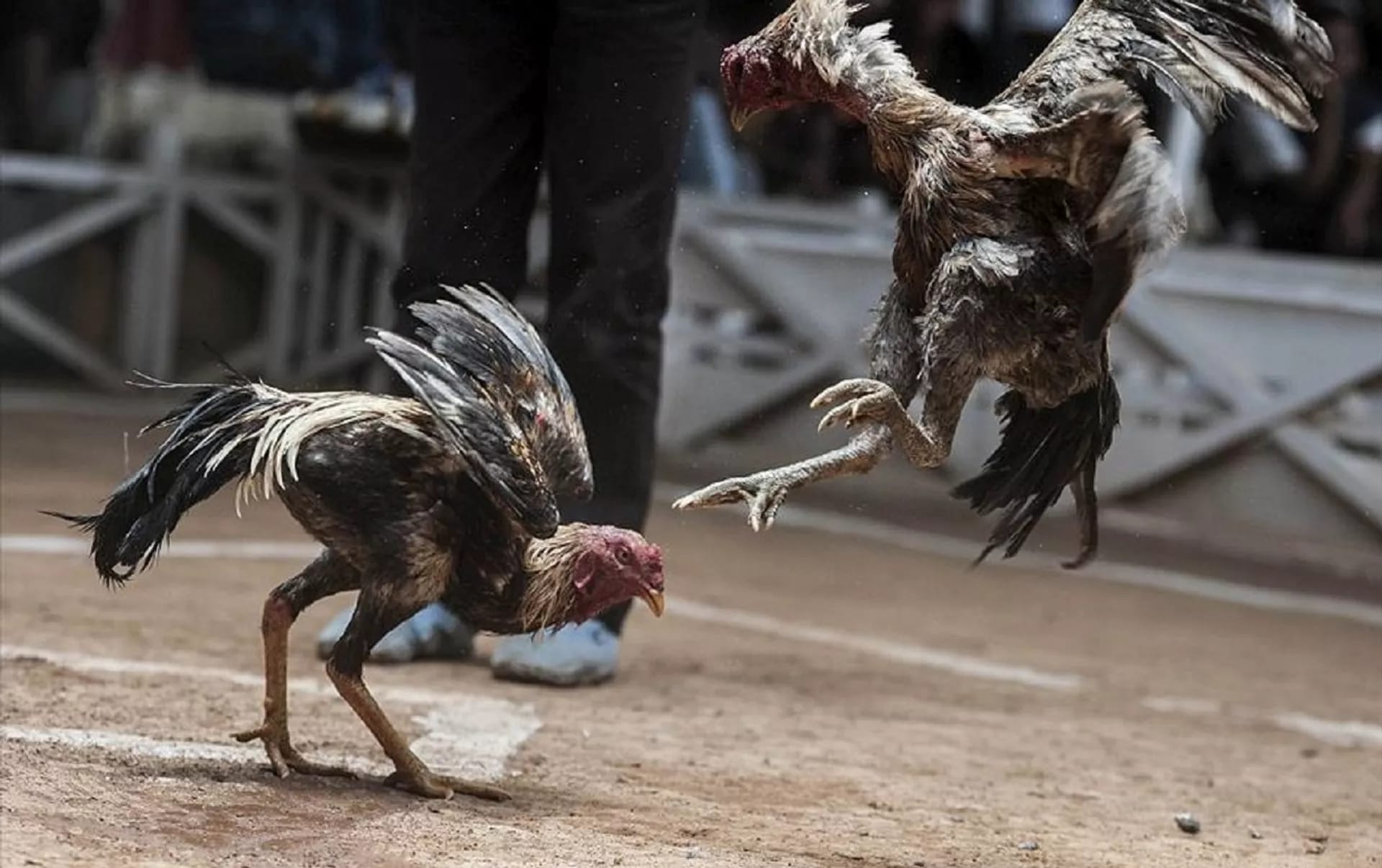 Adana Polisinden İlginç Operasyon