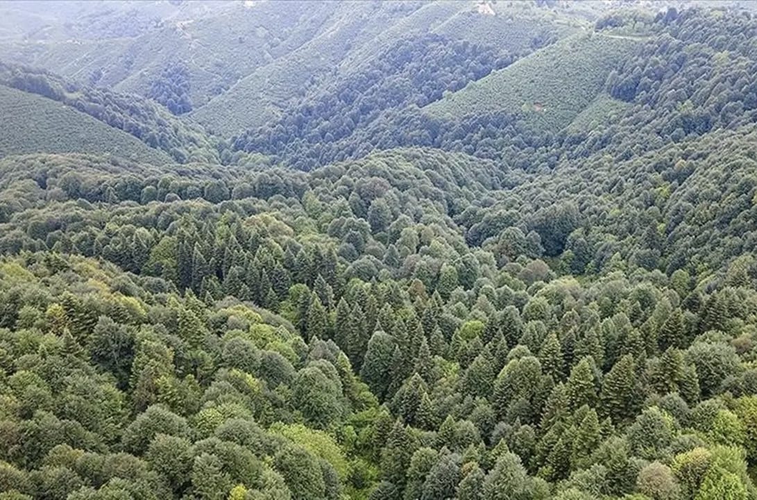 Orman Alanı Vasfından Çıkarıldı