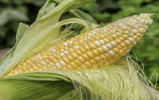 Mısırda İthalat Vergisi Düşürüldü