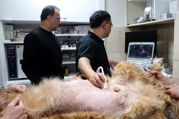 Yapay Zekayla Erken Teşhis