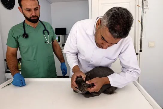 Evcil Hayvanlarda Kene ve Pire Artışı